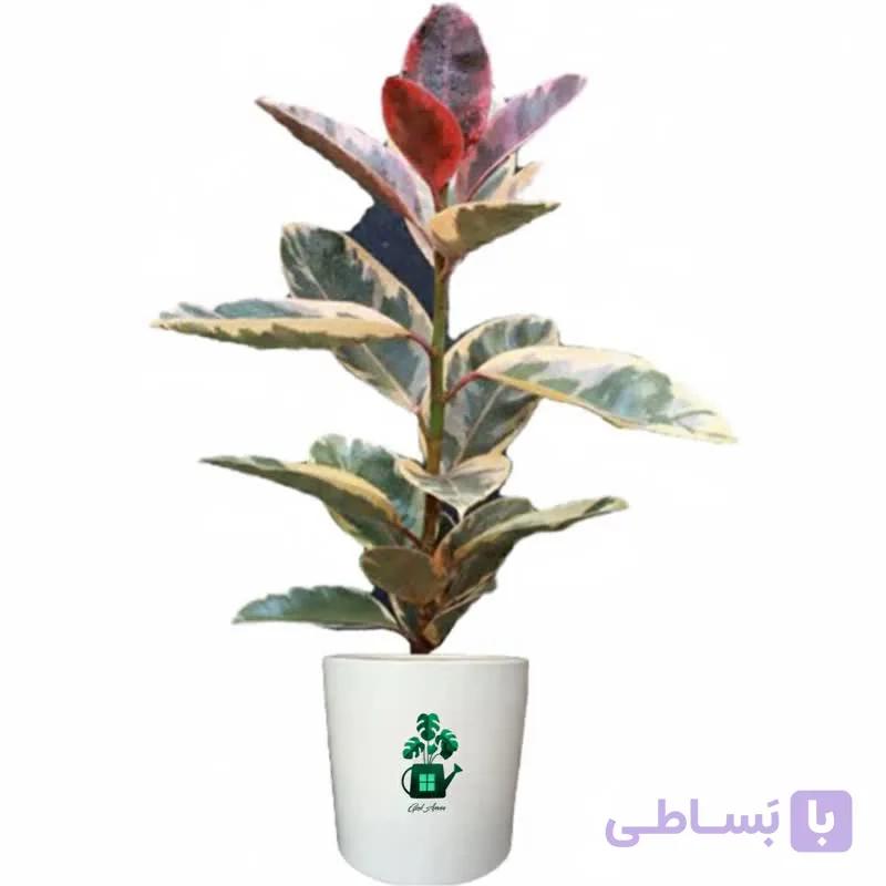 فیکوس شرابی گلآرون — تصویر 1