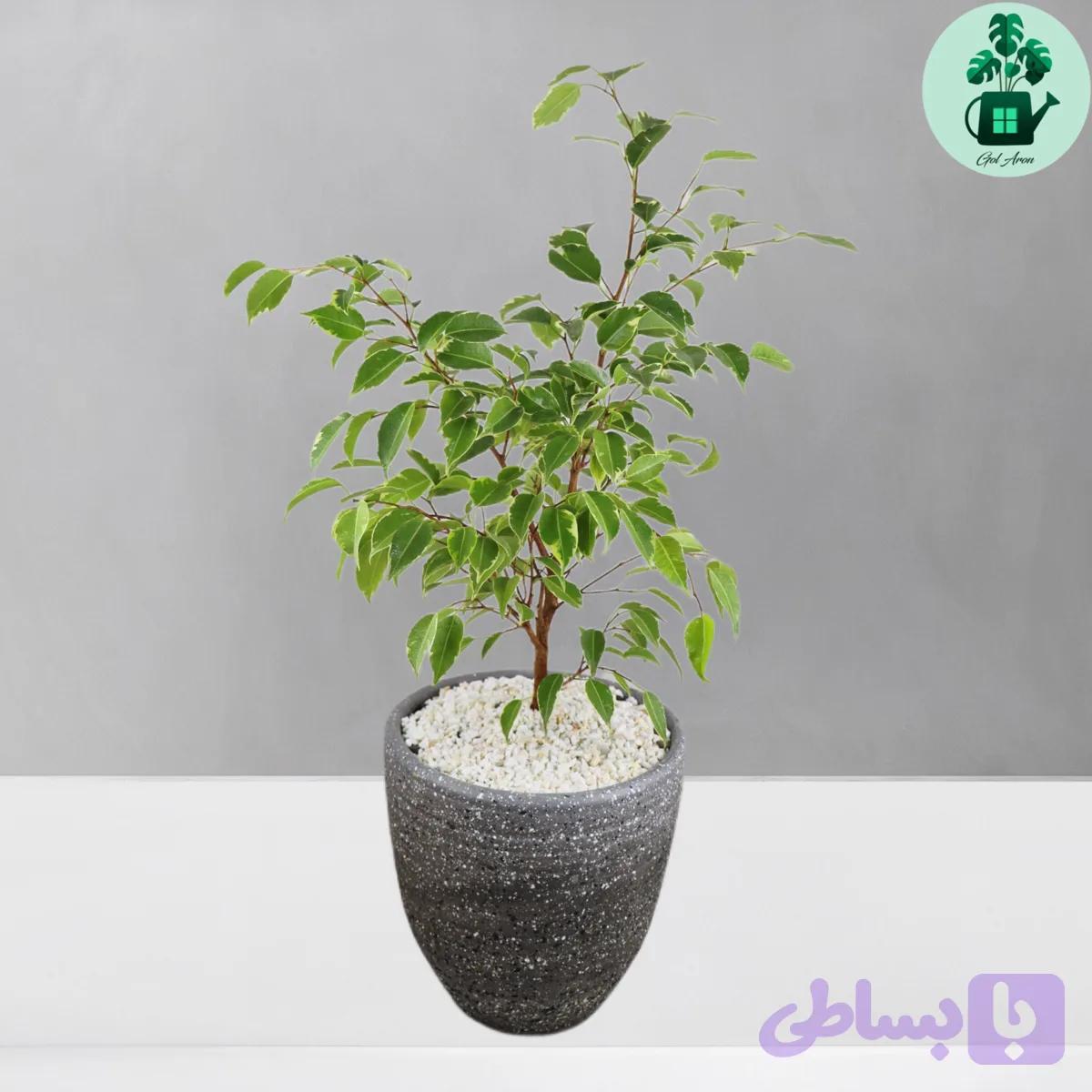 بنجامین ابلق — تصویر 1