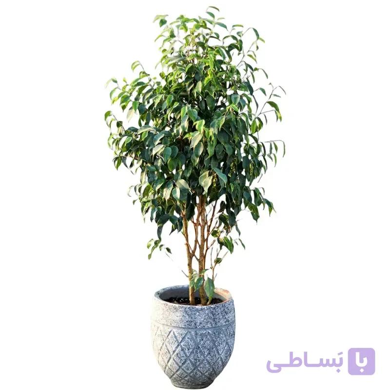درختچه بنجامین — تصویر 1