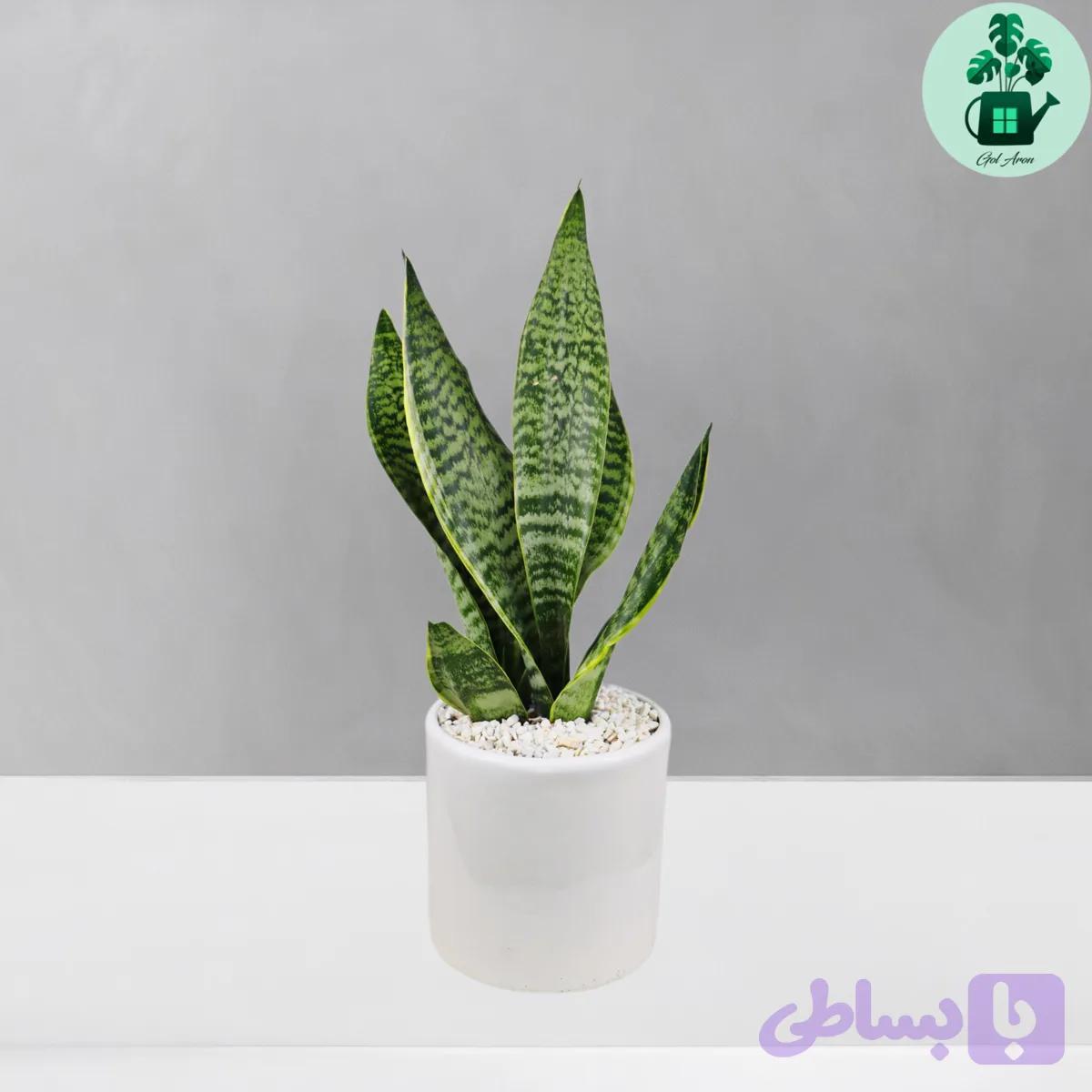 سانسوریا امریکن — تصویر 1