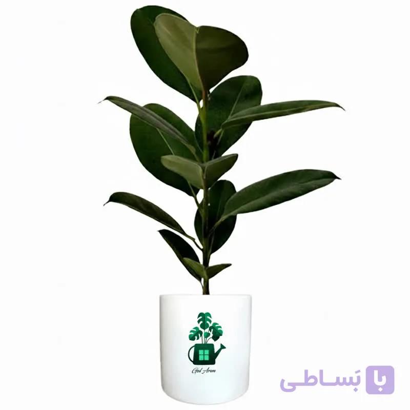 فیکوس سبز گلآرون — تصویر 1