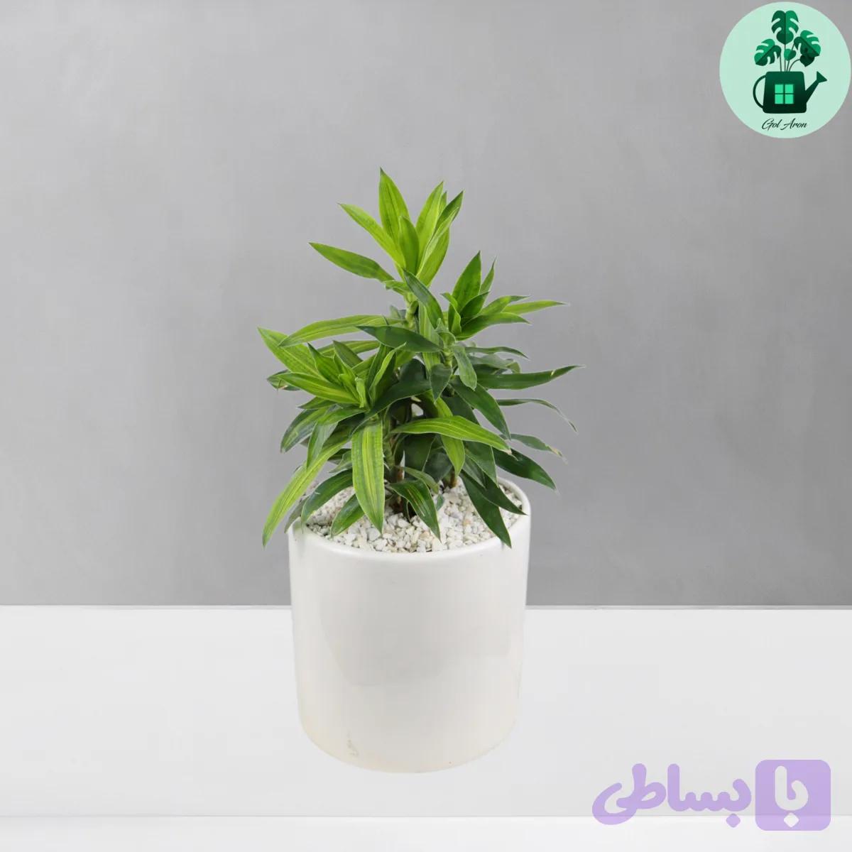 پیله موآ — تصویر 1