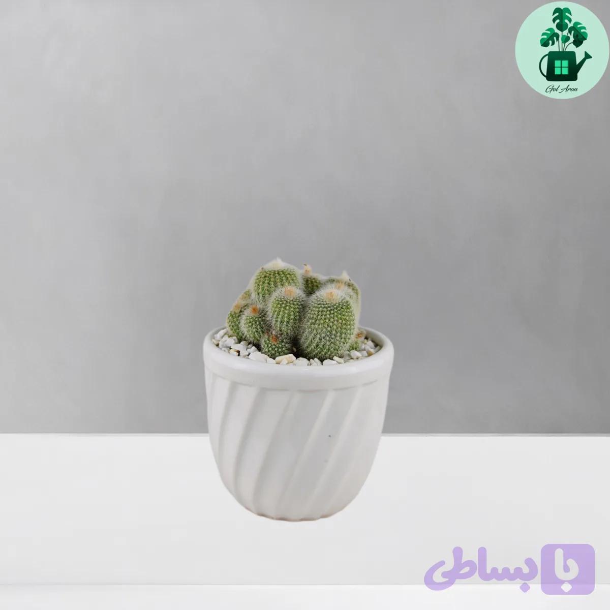 نوتو تیغ سفید — تصویر 1