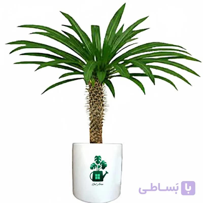 نخل ماداگاسکار گلآرون — تصویر 1