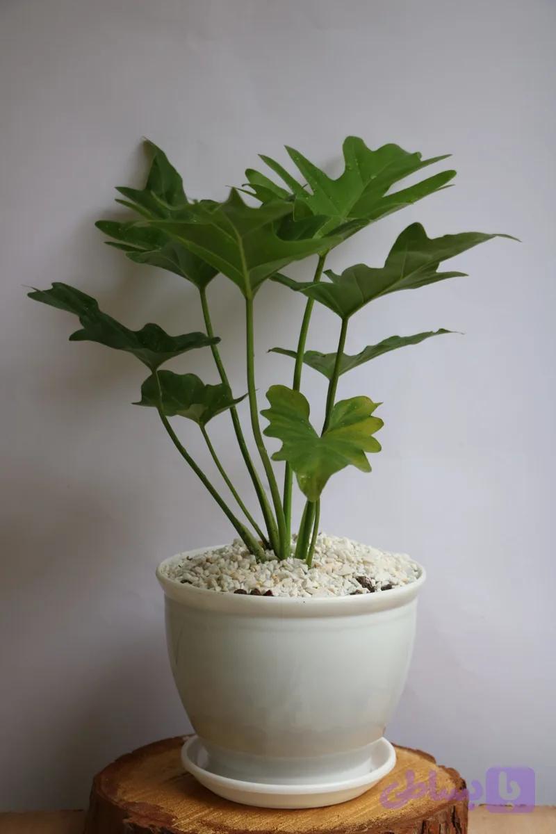 برگ انجیری