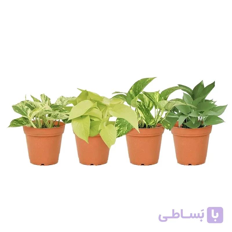 4 مدل مختلف پتوس — تصویر 1