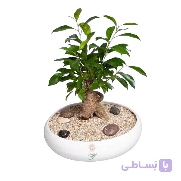 بونسای جیسینگ نرک — تصویر 1