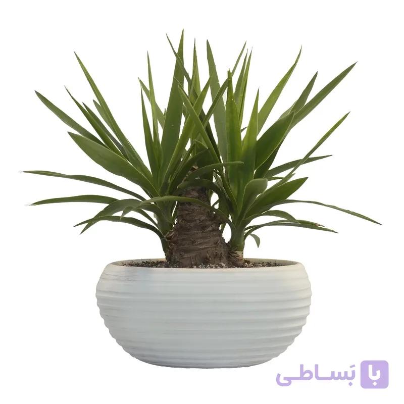 یوکا طرح بونسایی — تصویر 1
