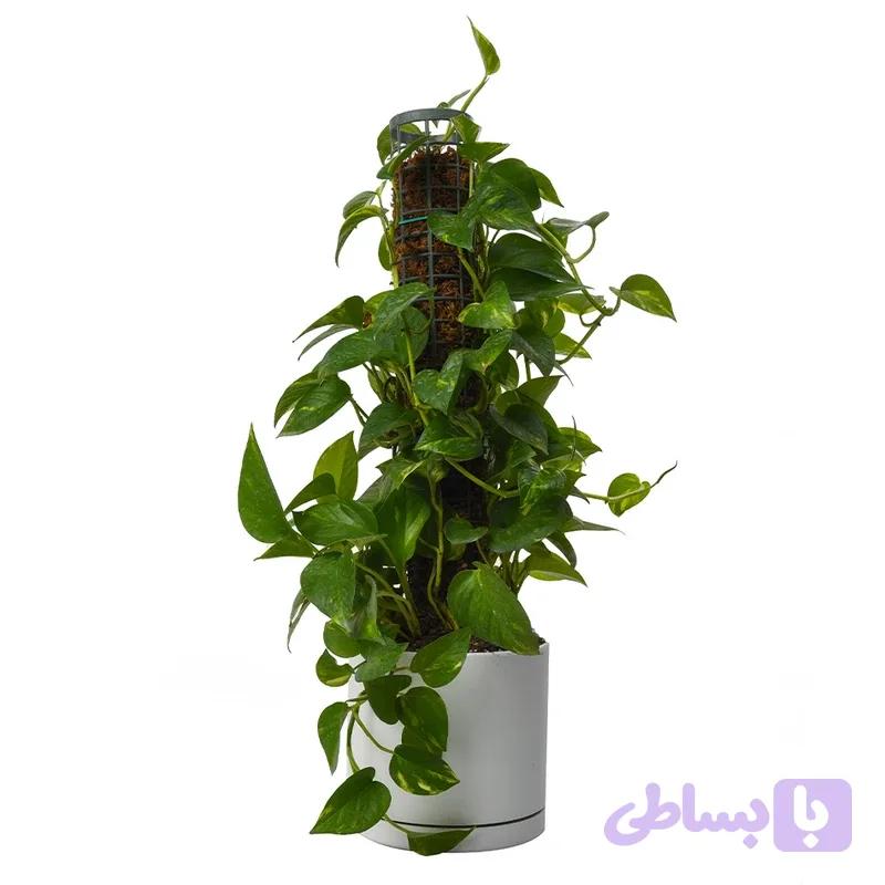 پتوس چوبدار