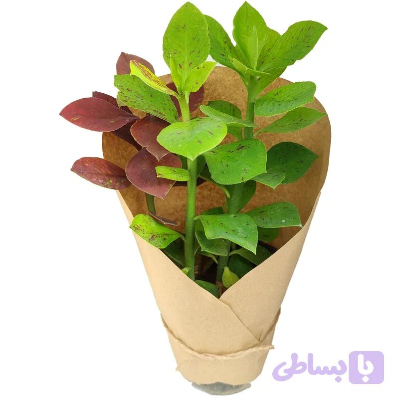 سینادیوم گرنتی — تصویر 1