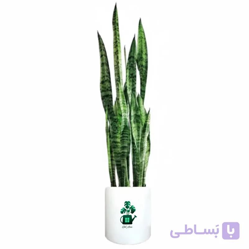 سانسوریا سبز گلآرون — تصویر 1