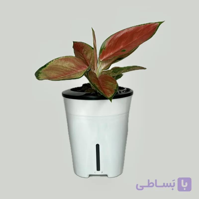 آگلونما قرمز هیدروپونیک — تصویر 1