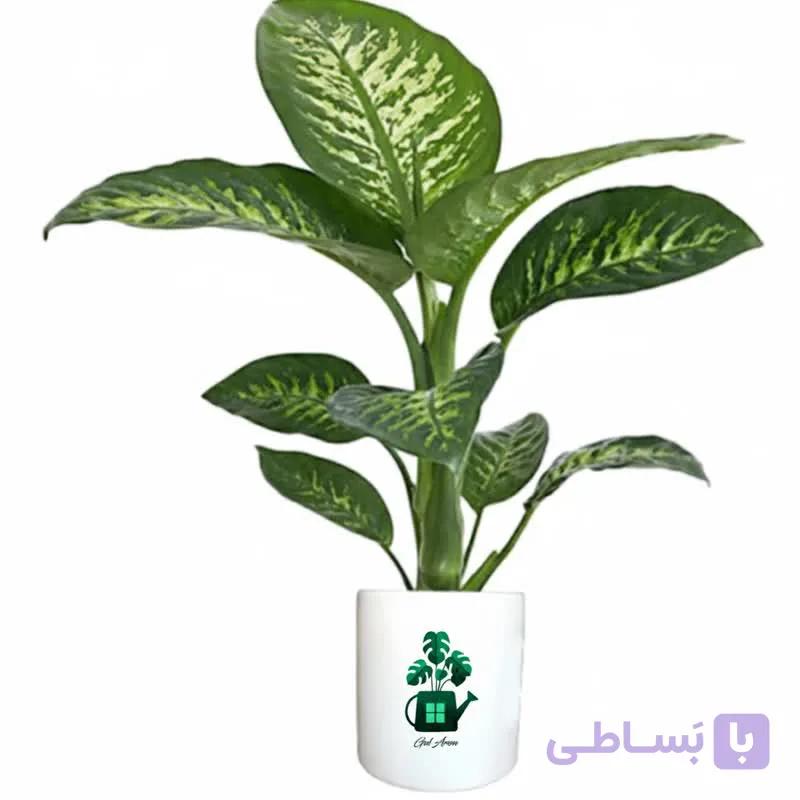 دیفن باخیا گلآرون — تصویر 1