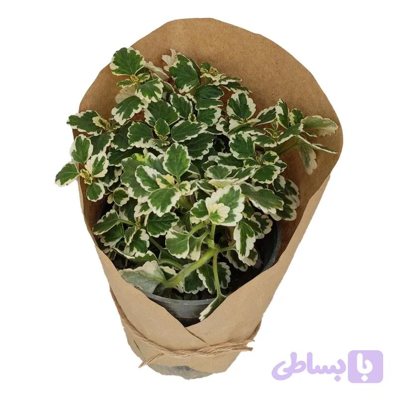 پیچک سوئدی — تصویر 1