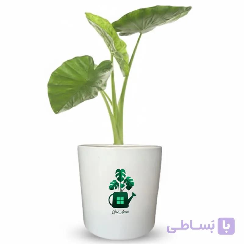 بابا آدم گلآرون — تصویر 1