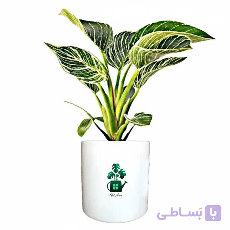فیلدندرون برکین گلآرون — تصویر 1