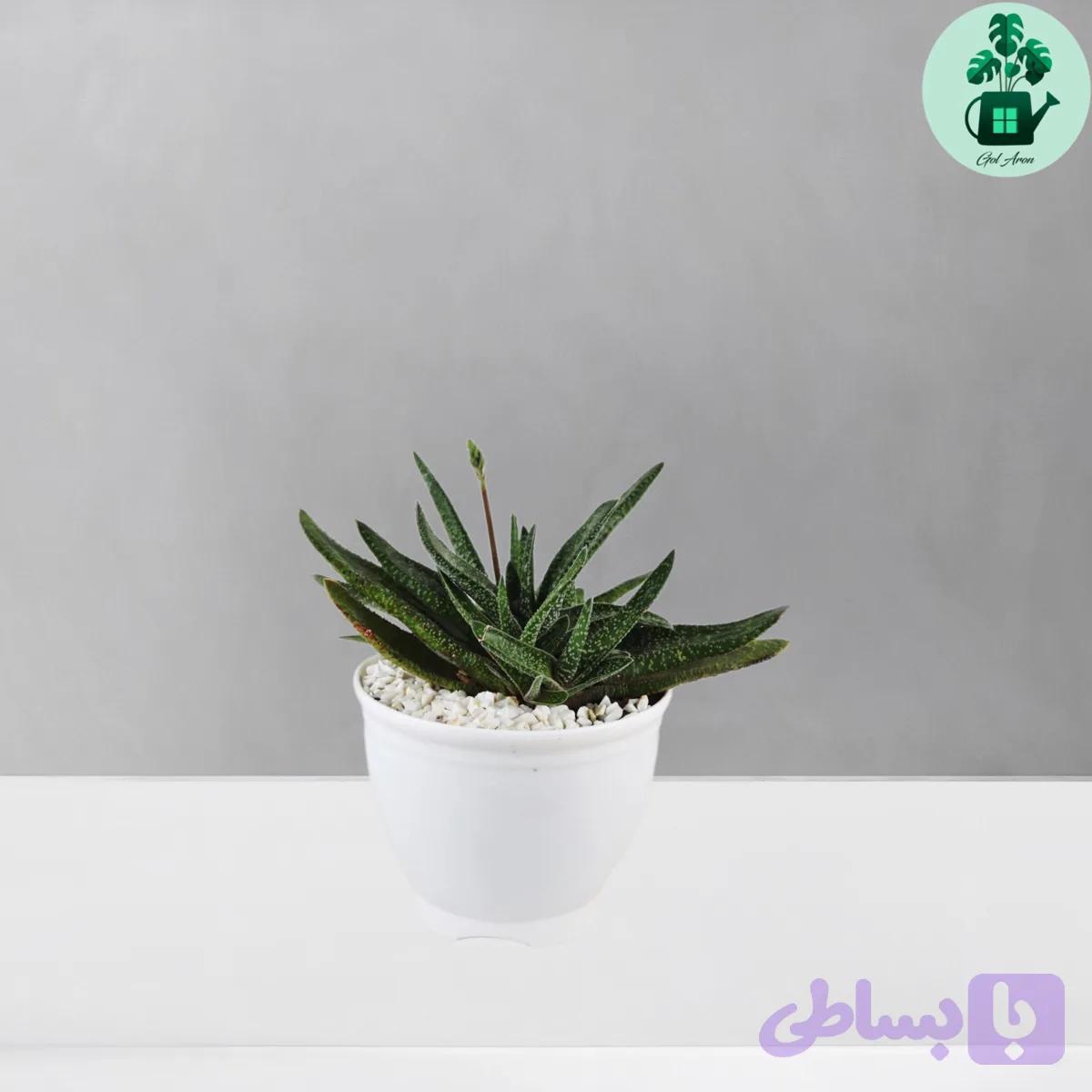 گاستریا گاوزبانی — تصویر 1