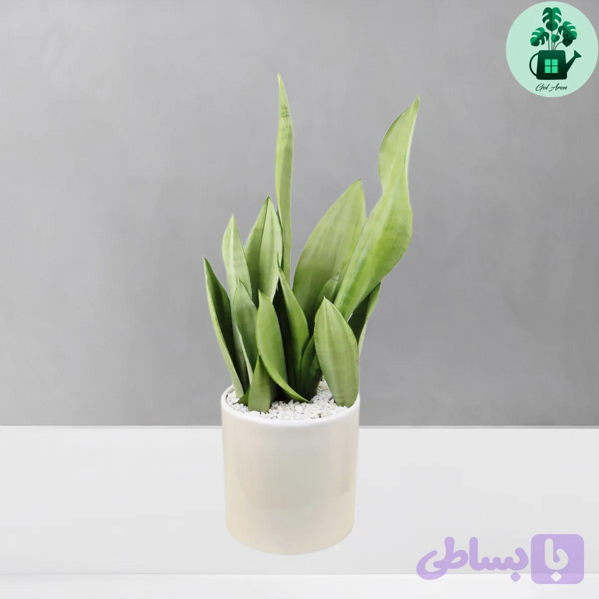 سانسوریا مهتابی کد 102 — تصویر 1