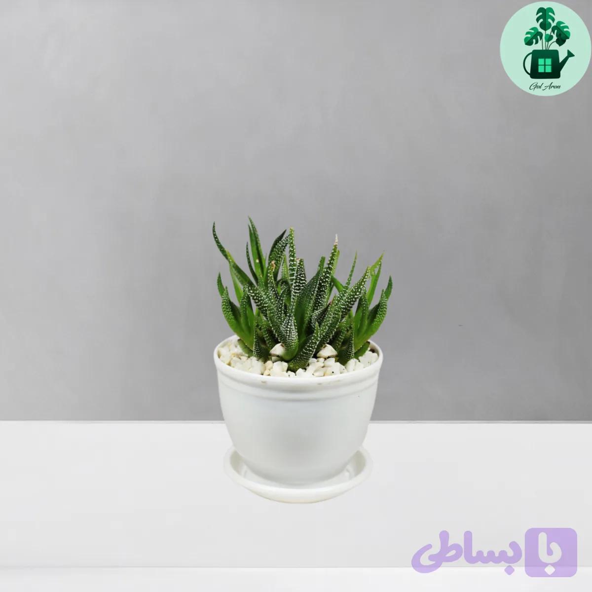 هاورتیا گورخری — تصویر 1
