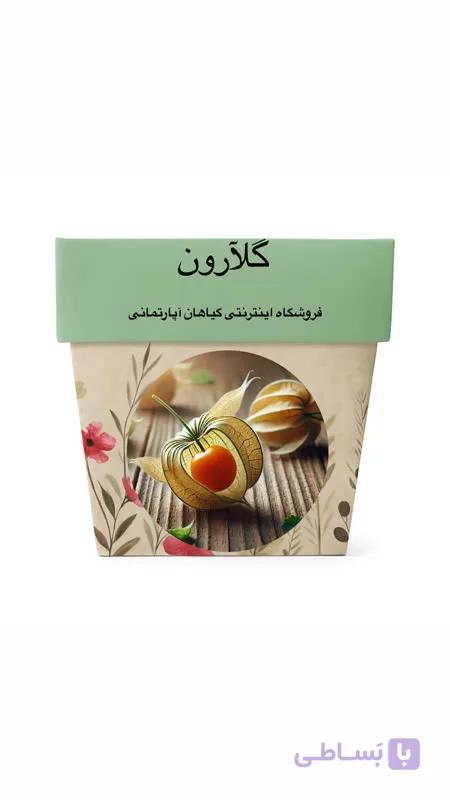 بذر فیسالیس