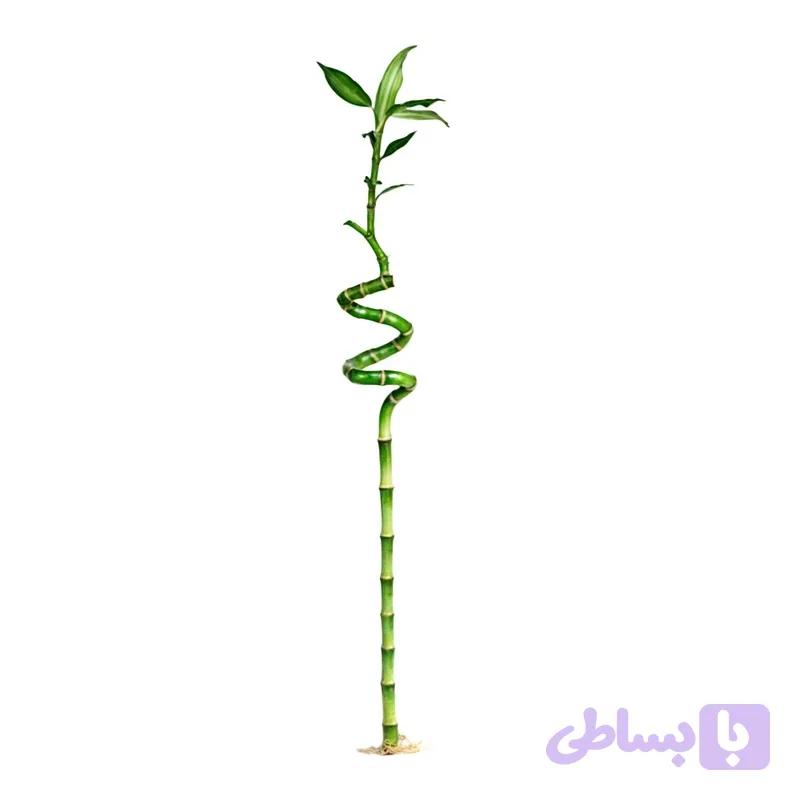 بامبو جوانه دار — تصویر 1