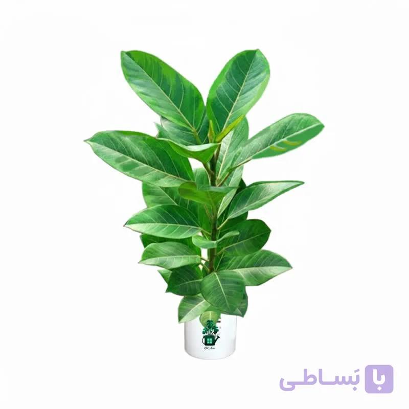 فیکوس آلتیسما گلآرون — تصویر 1
