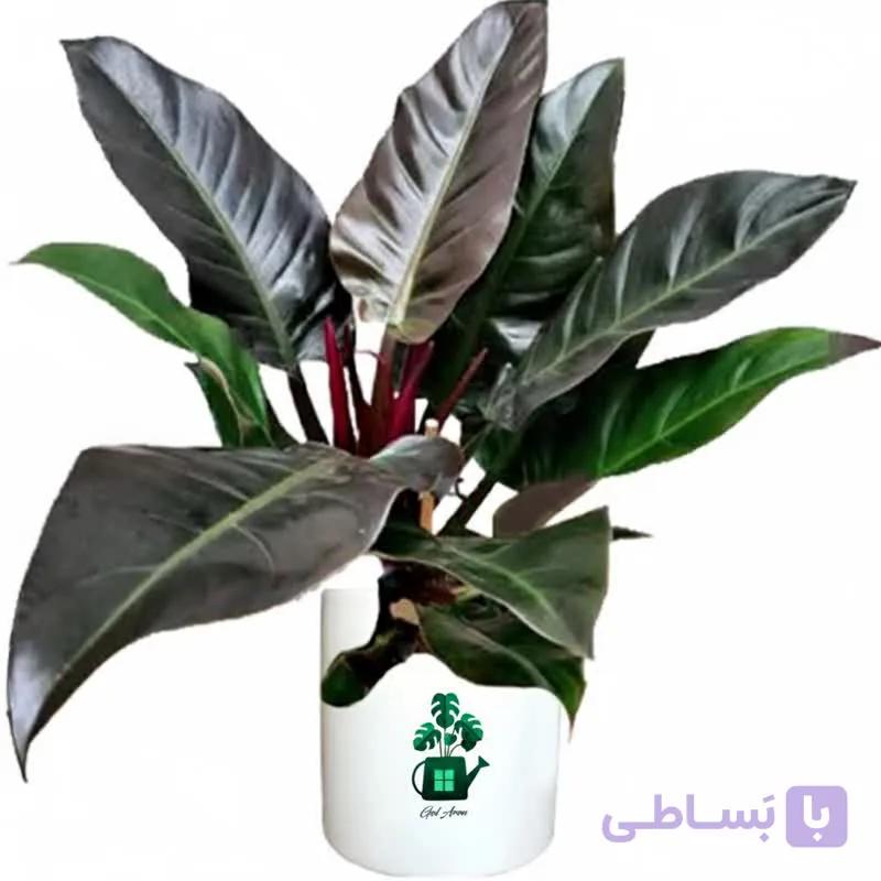 فیلدندرون بلک گلآرون — تصویر 1