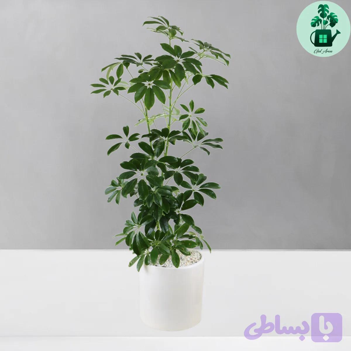 شفلرا سبز — تصویر 1