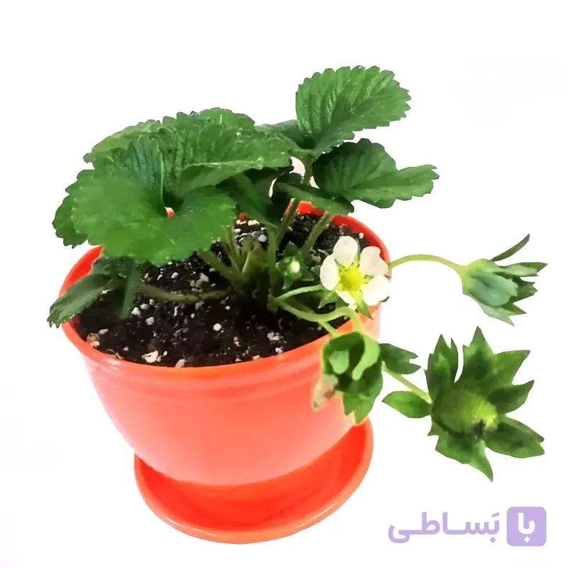 توت فرنگی — تصویر 1