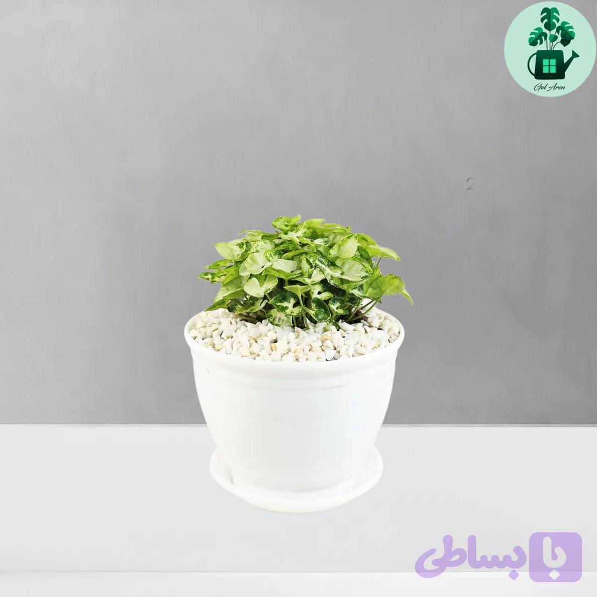 سینگونیوم مینیاتوری — تصویر 1