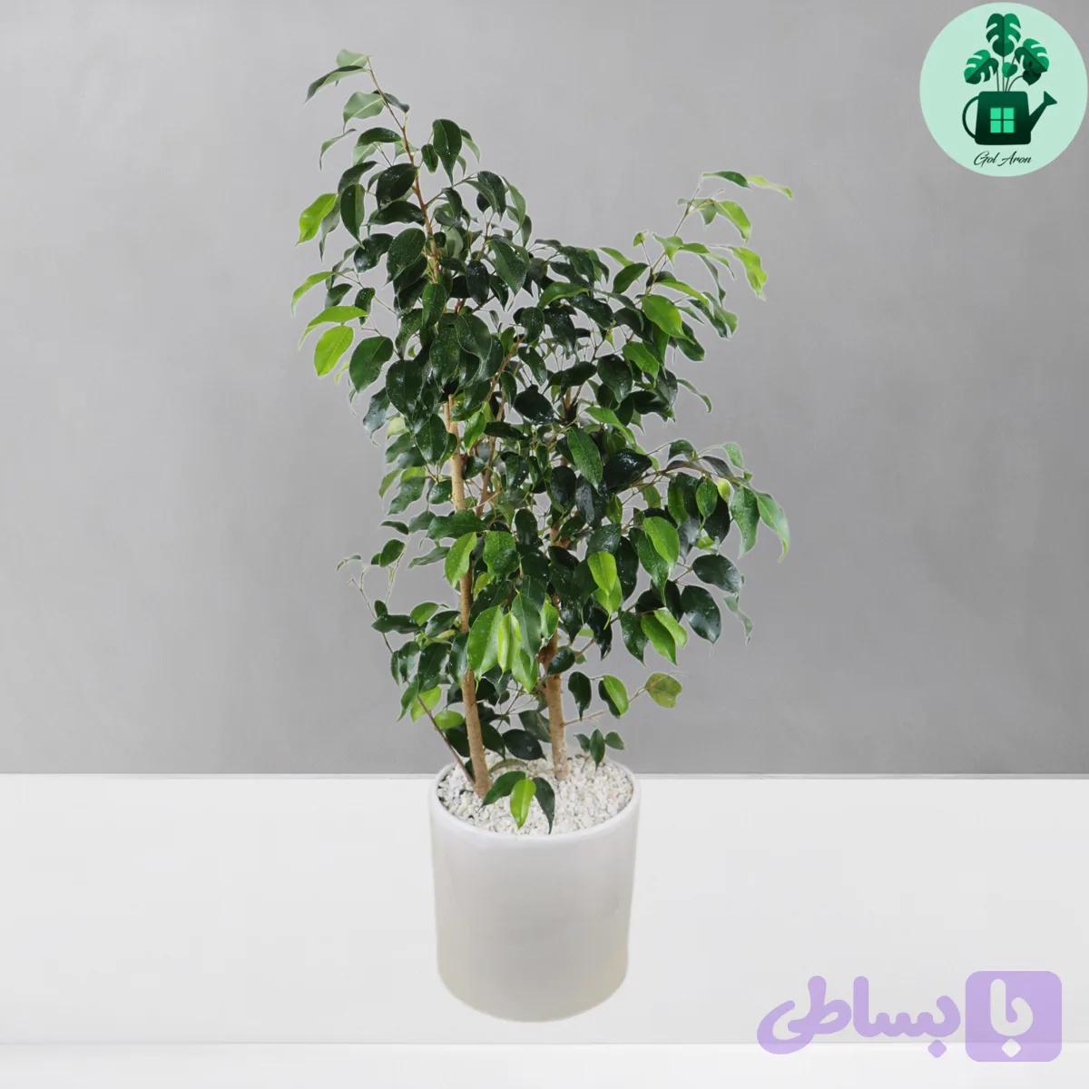 بنجامین سبز — تصویر 1