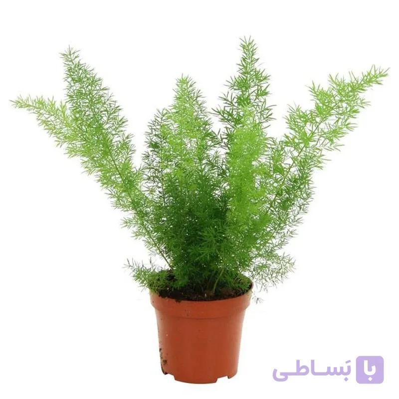 دم روباهی — تصویر 1