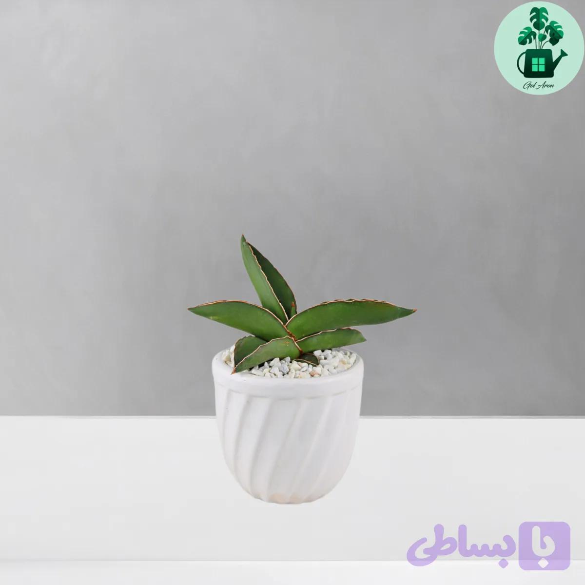 سانسوریا سامورایی — تصویر 1