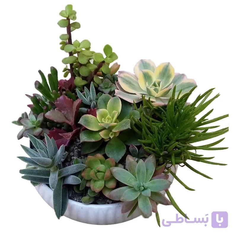 دیش گاردن ساکولنت میکس — تصویر 1