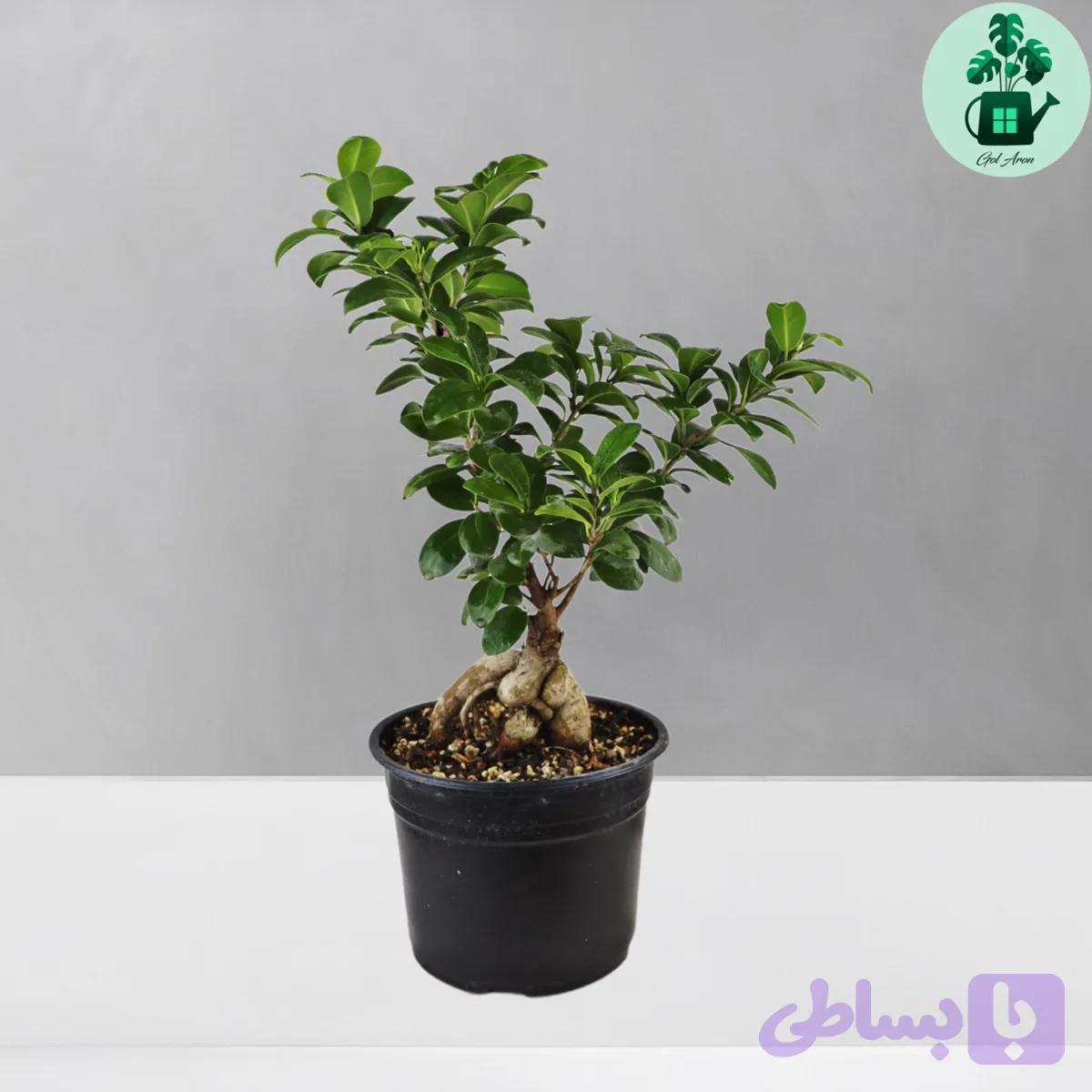بونسای جینسینگ — تصویر 1