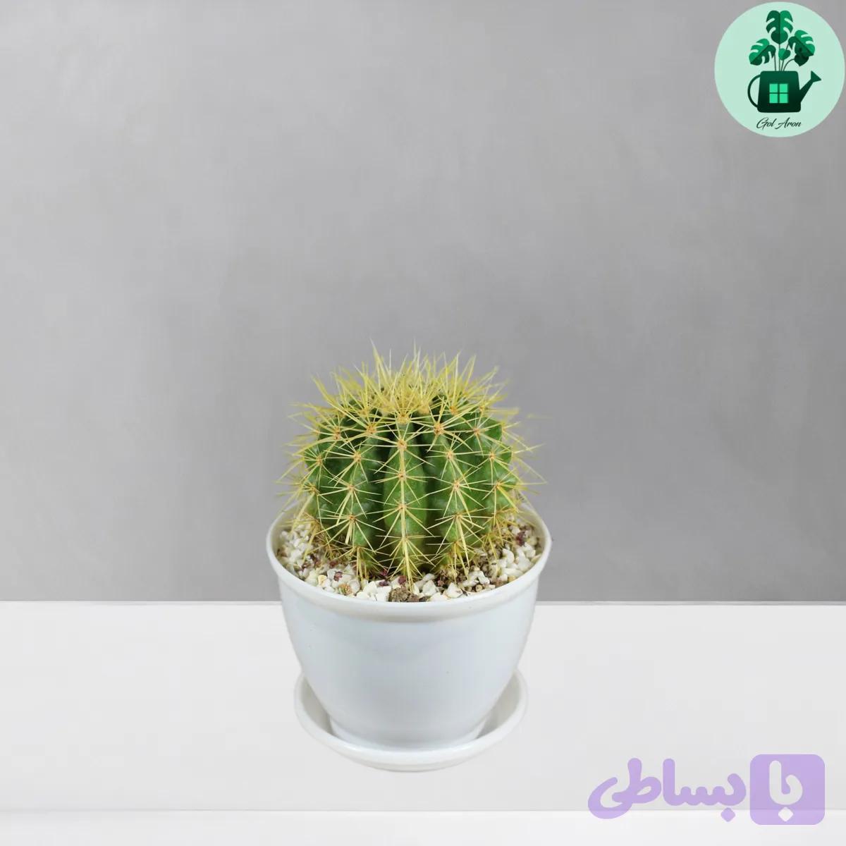 کاکتوس اچینو — تصویر 1