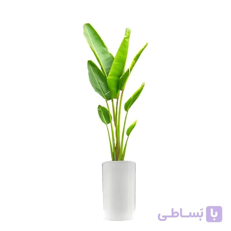 نخل مسافر