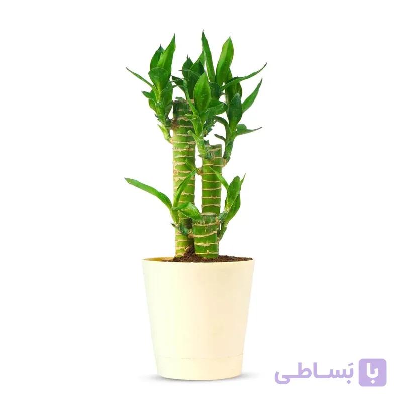 بامبو لوتوس خاکی 3 شاخه