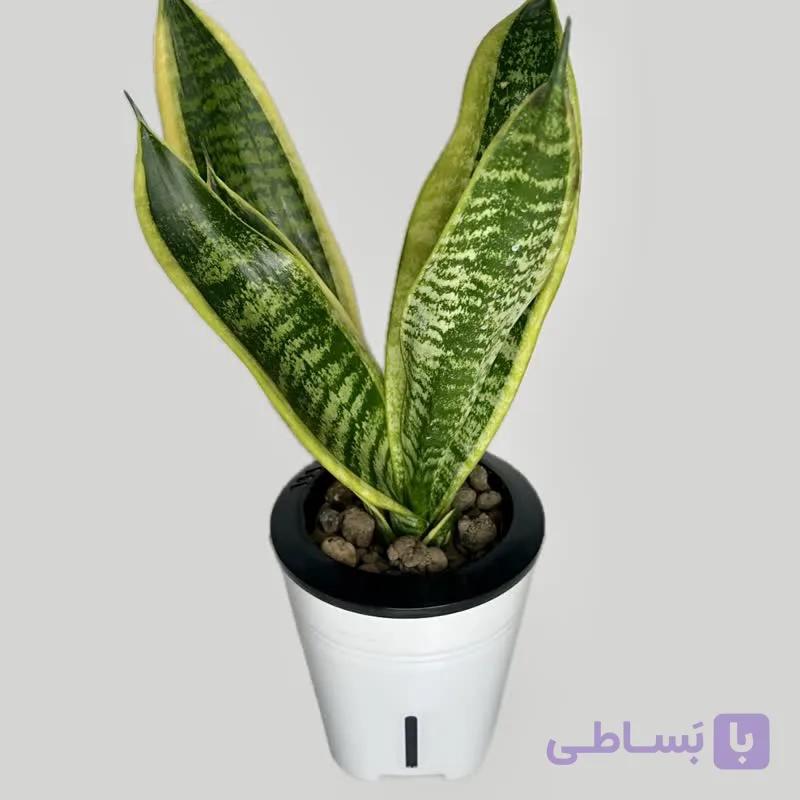سانسوریا ابلق هیدروپونیک — تصویر 1