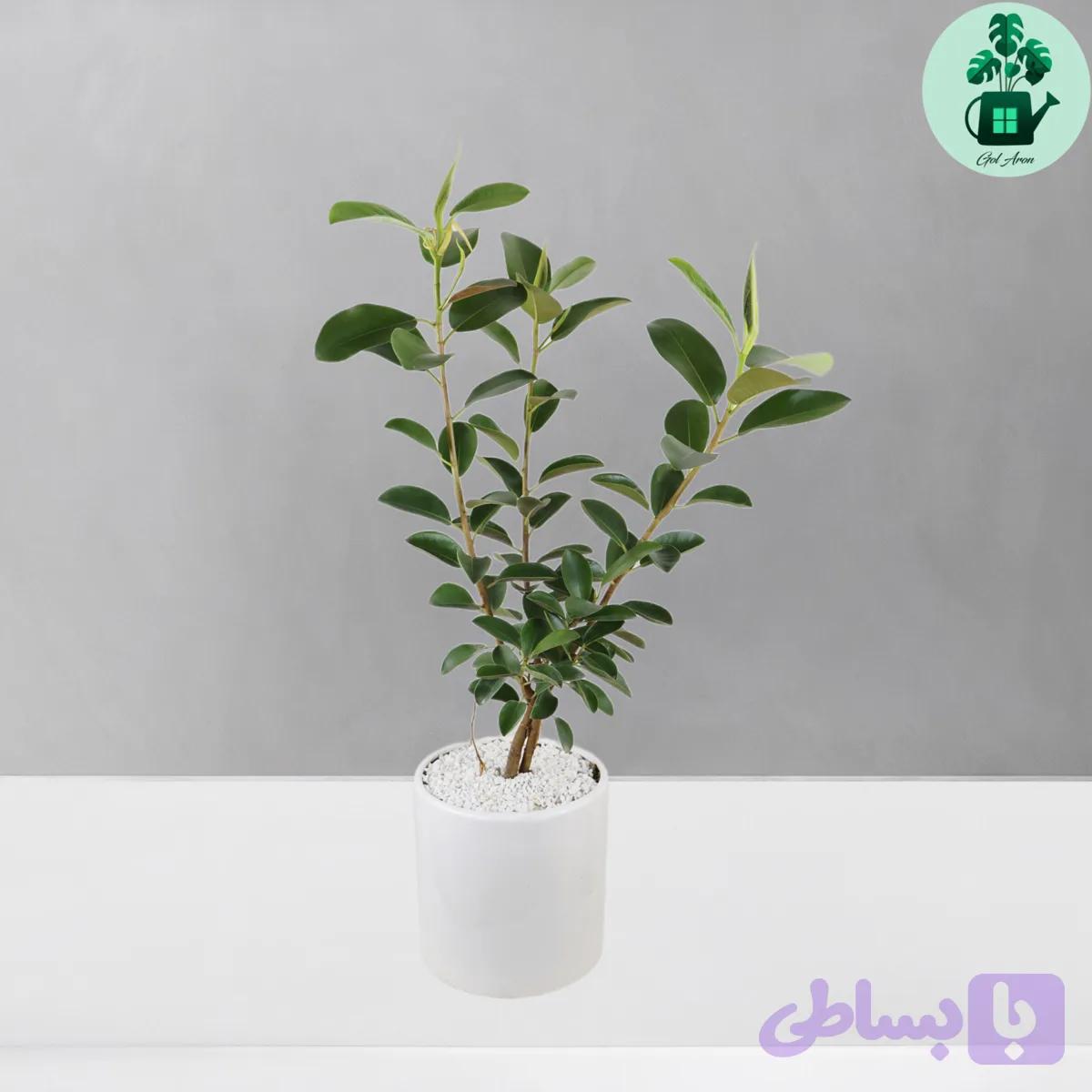 فیکوس جنگلی — تصویر 1