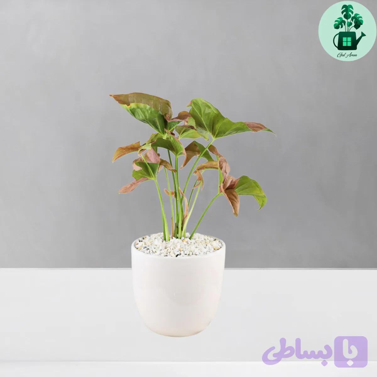 سینگونیوم صورتی — تصویر 1