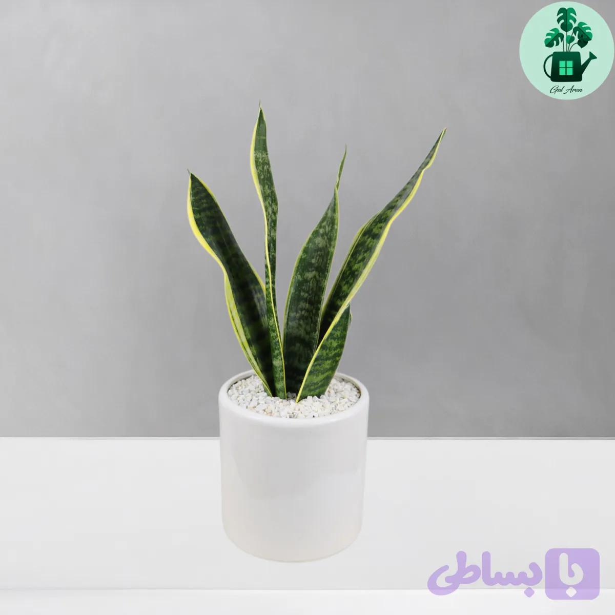 سانسوریا کرواتی ابلق — تصویر 1