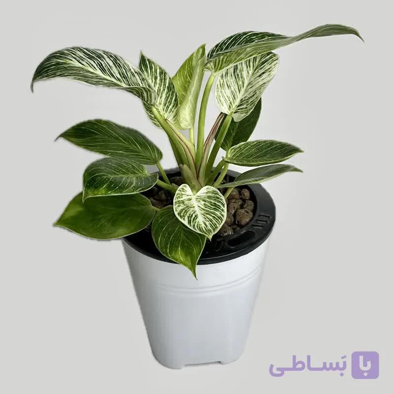 فیلودندرون برکین هیدروپونیک — تصویر 1