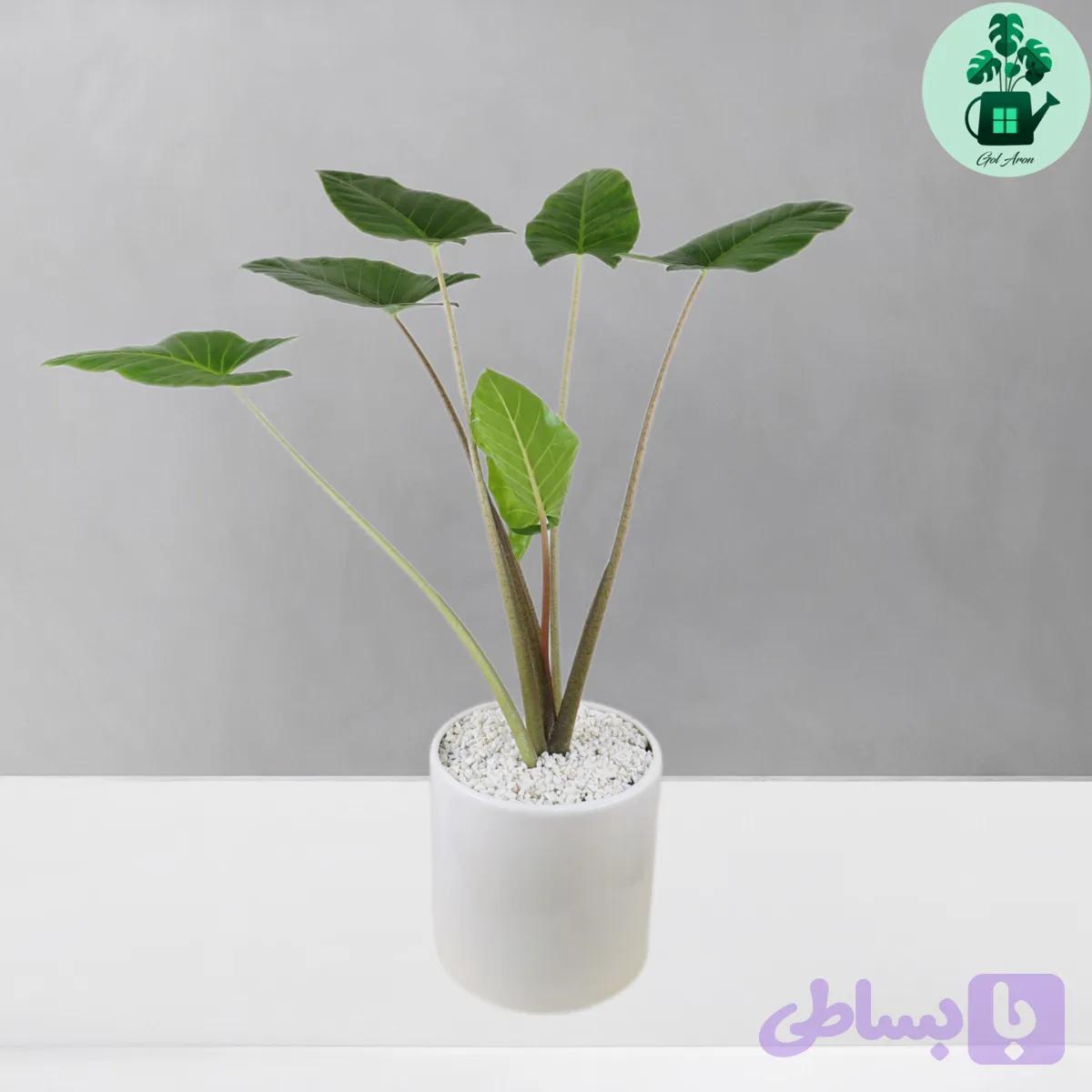 بابا آدم — تصویر 1