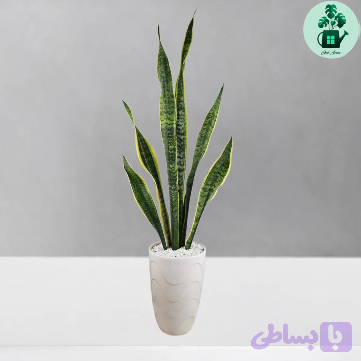 سانسوریا ابلق — تصویر 1