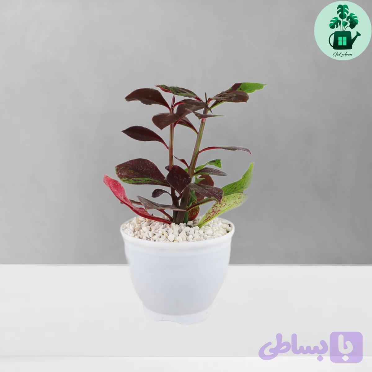 فردوس — تصویر 1