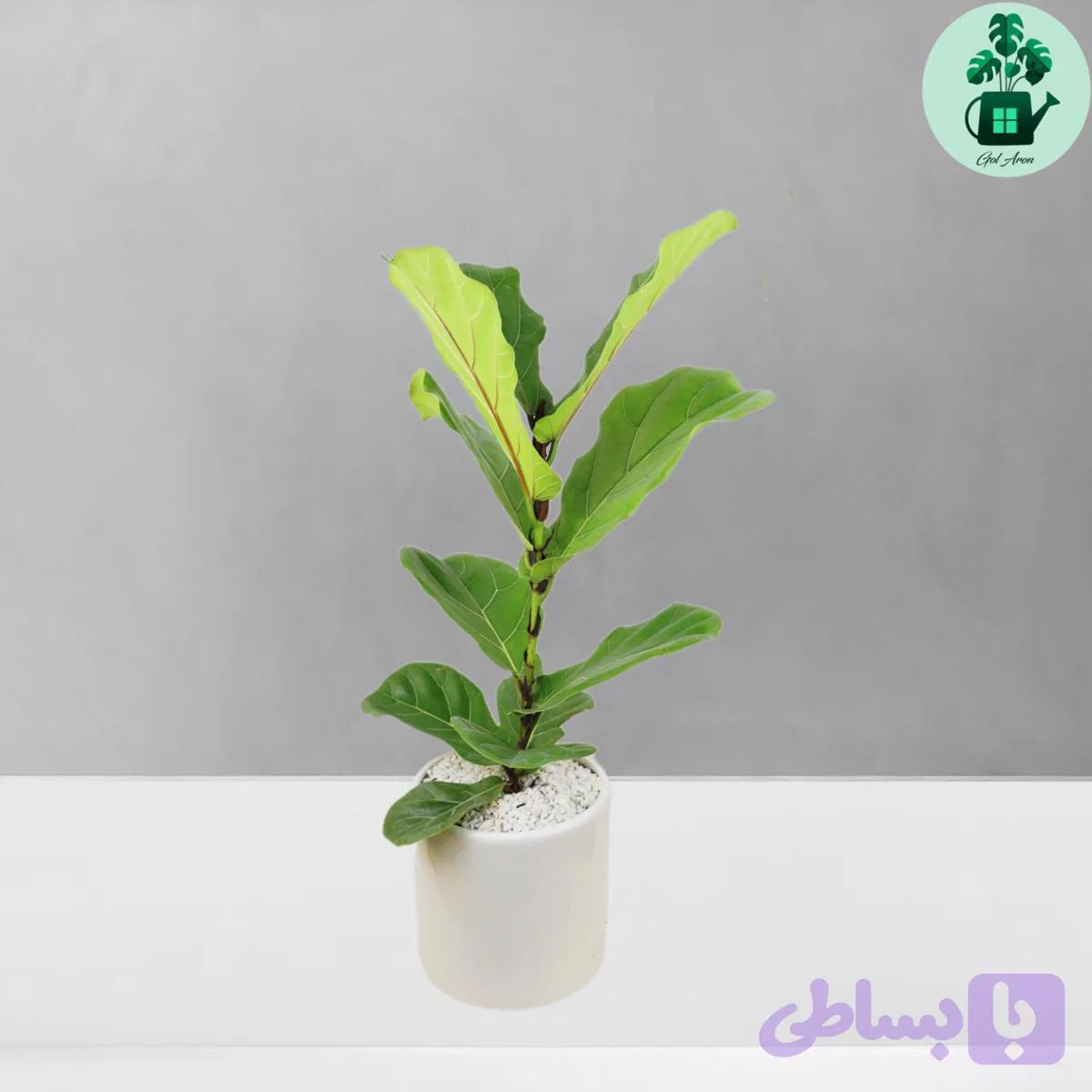 فیکوس لیراتا — تصویر 1
