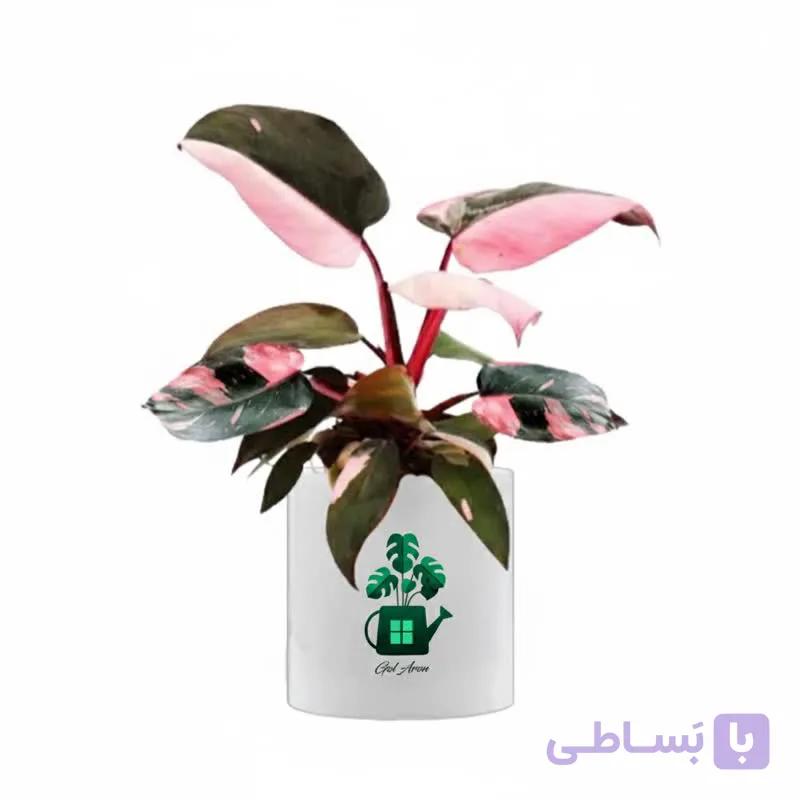 فیلدندرون پینک پرنس گلآرون — تصویر 1