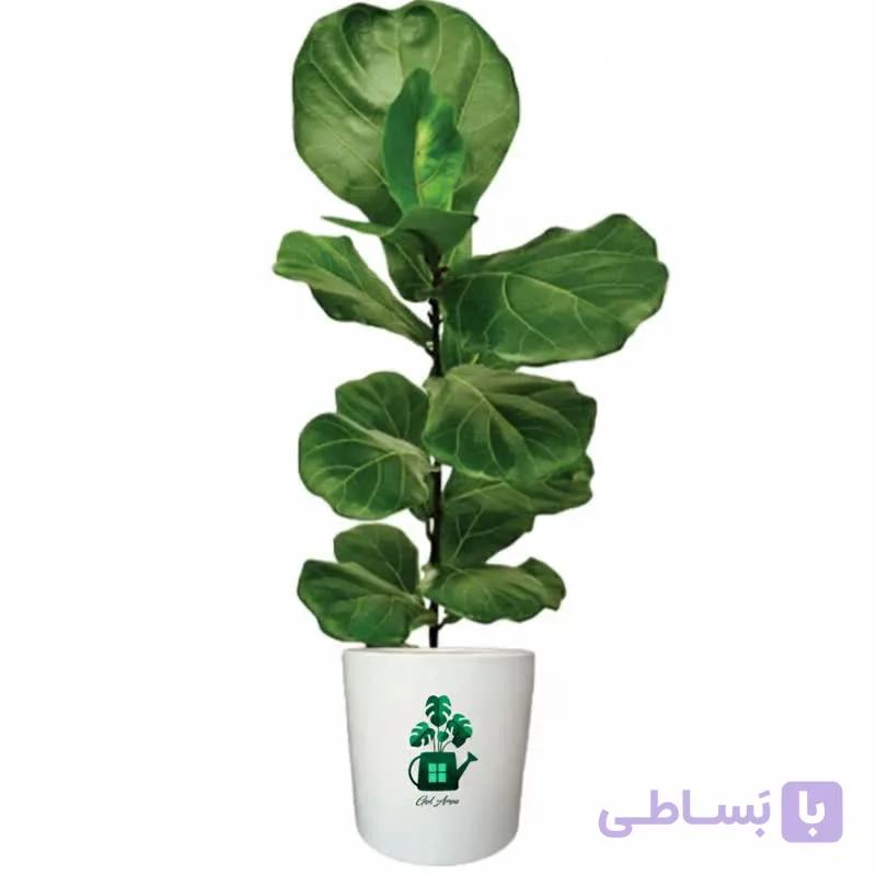فیکوس لیراتا گلآرون — تصویر 1