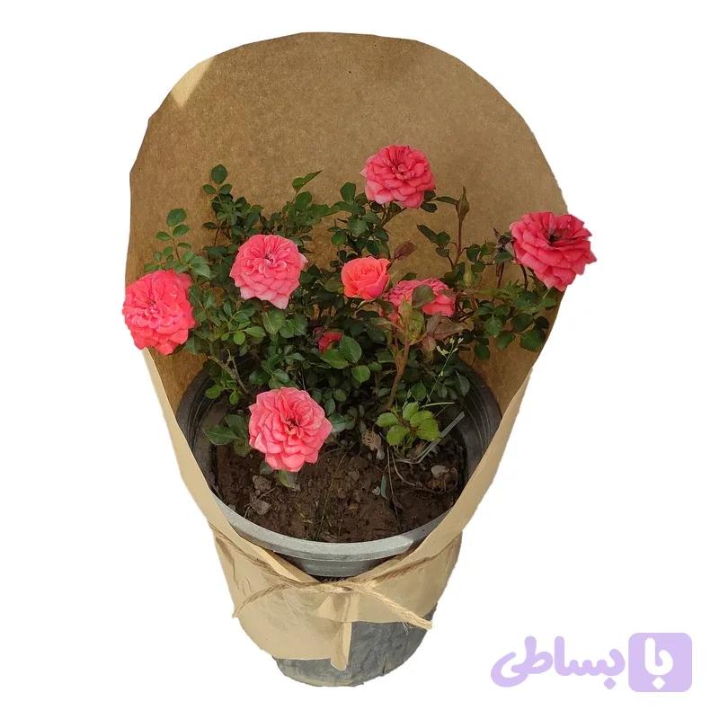 رز مینیاتوری — تصویر 1